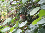SX24564 Robin in hedge.jpg